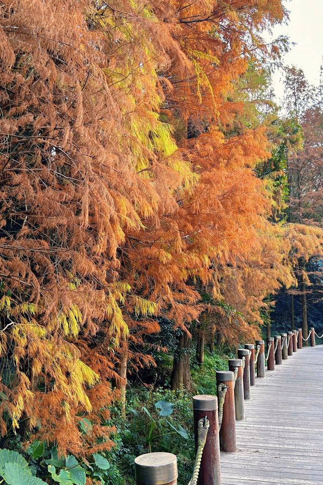 深圳拍照 新年去仙湖植物園看一次落羽杉吧 深圳拍照 新年去仙湖植物園看一次落羽杉吧