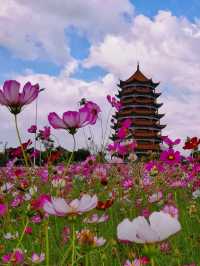 蒙自拍照|格桑花海打卡攻略