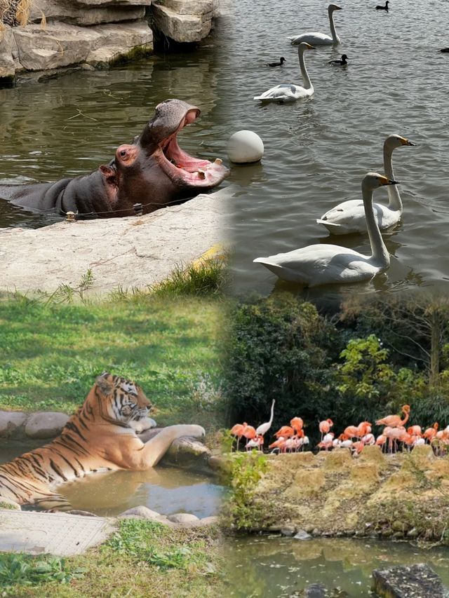 上海野生動物園｜跌進可愛的世界裡