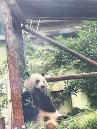 把夏天和小動物們都裝進裡