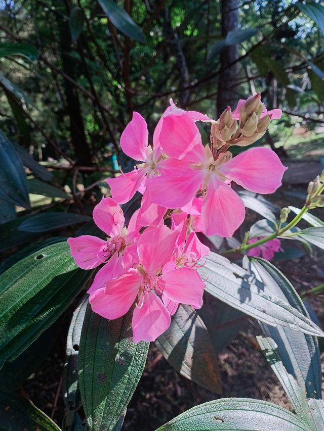 巴西聖保羅IBIRAPUERA公園必打卡