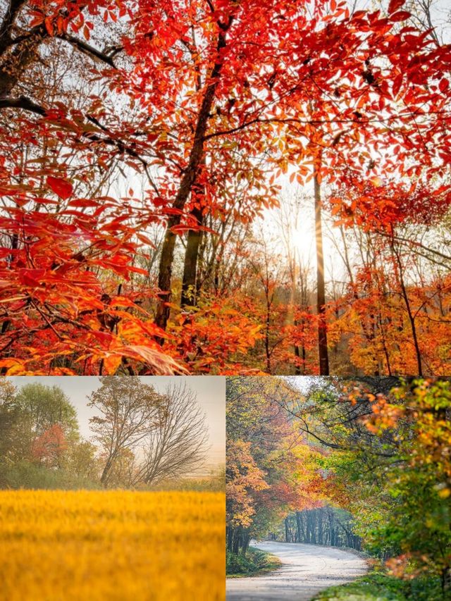 賞秋！不可錯過的美景！吉林•紅葉谷攻略！奉上！