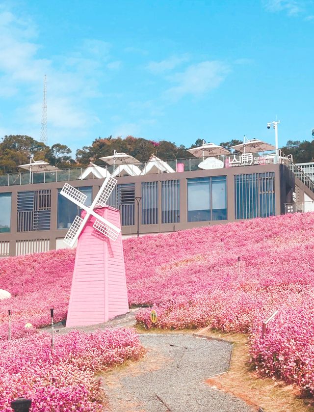 山海步道這個花海也太美了，愛死了