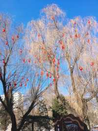 雪後漫步｜有年味的公園