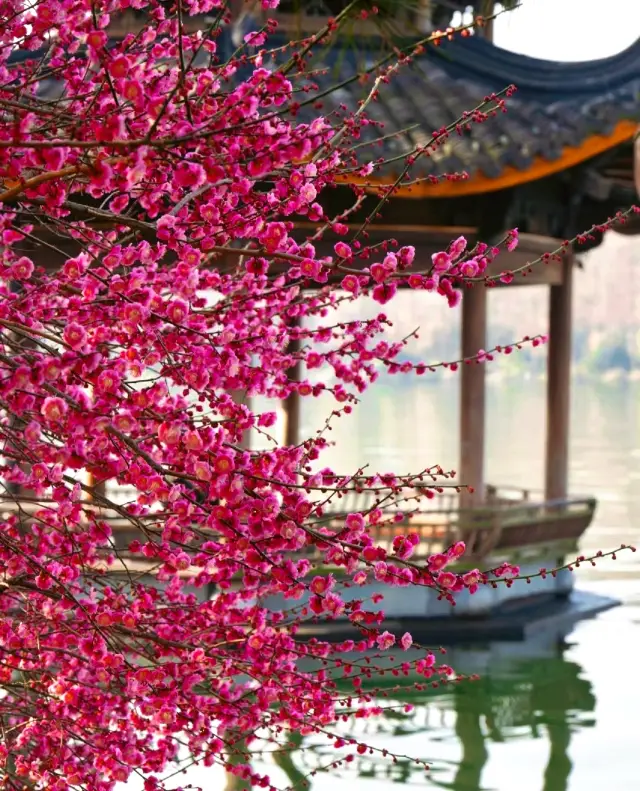 The newly popular plum blossoms in Hangzhou are blooming! This route allows you to see them all at once