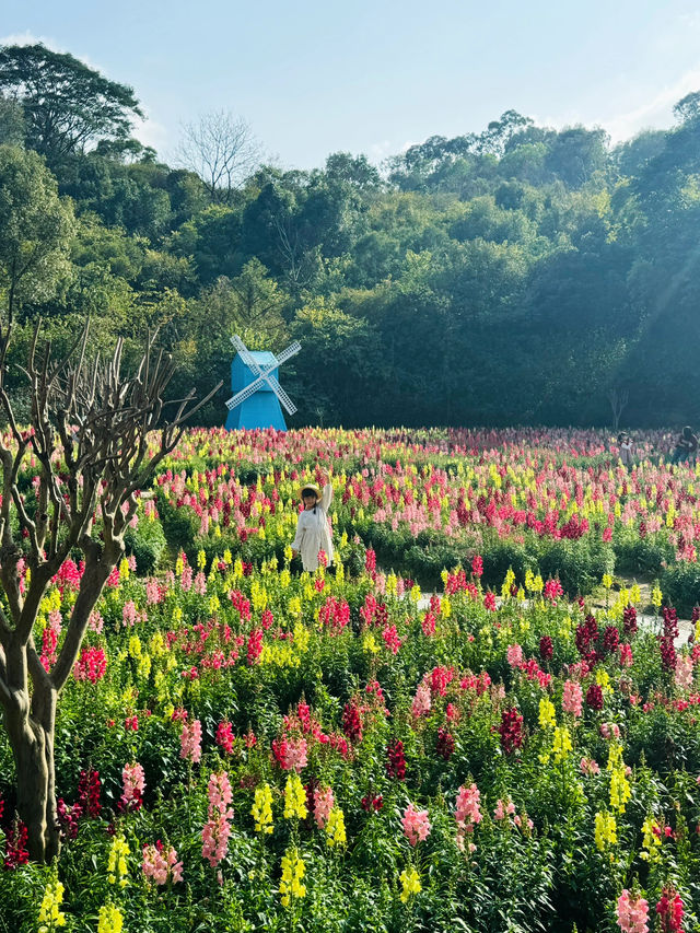 春節小眾賞花佛山免費色彩斑斕花海太美了|||