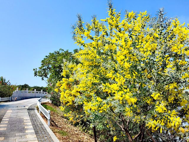 冬日暖陽，繁花似錦