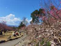 問花村—全都盛開