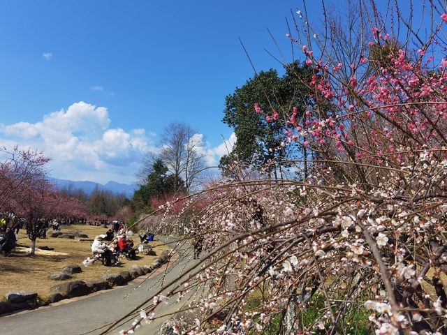 問花村—全都盛開