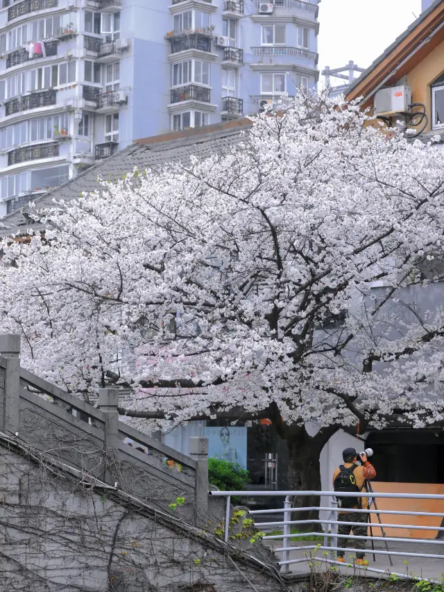 I thought Taiziwan was beautiful enough! Until I met the King of Cherry Blossoms