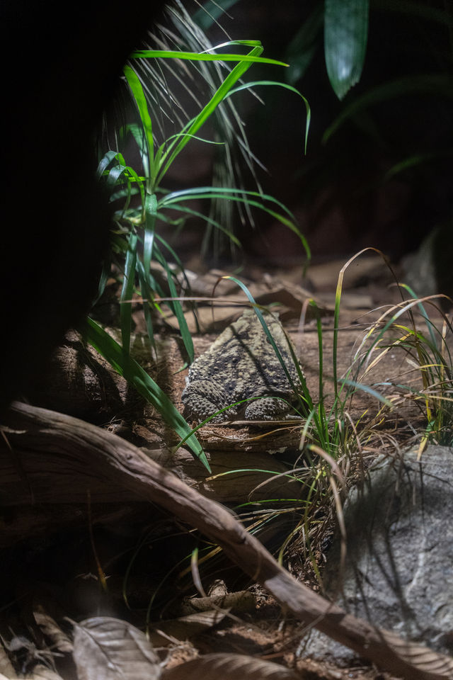 新加坡夜間動物園攻略，一定記得要徒步！