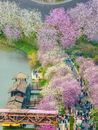 這裡是廣州!! | 三公里粉色花海長廊太浪漫了~