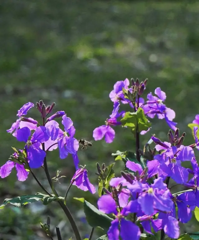 軽いハイキングで花を楽しむ|二月のランの花海を見る