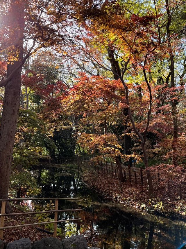 京都楓葉 最後的晚楓下鴨神社