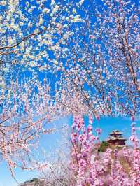 京都賞花園博園中絕美桃花谷驚艷整個春天