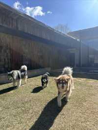 香格里拉不能住的民宿｜住了不想回家