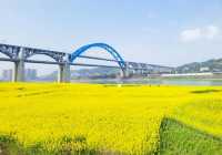 宜賓城邊的油菜花海，叙永區雪灘公園賞花去