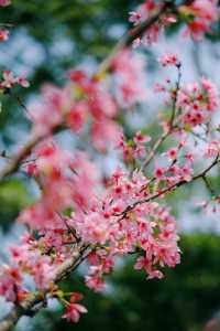 春遊記｜花開實況！大學城賞花踏青遛娃露營