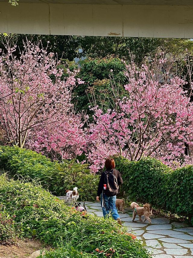 被99%廈門人忽略的櫻花園！（3月23日實況）