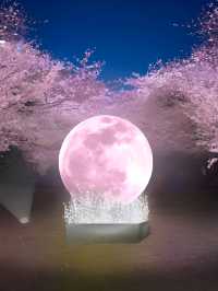 截至4月14日｜東京小金井公園夜櫻秀來啦
