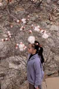 石家莊賞花丨十里杏花谷
