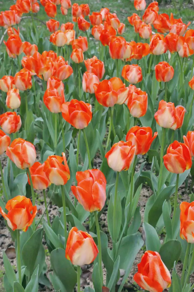 Scenery @Wuxi, the Plum Garden in April is the spring of tulips