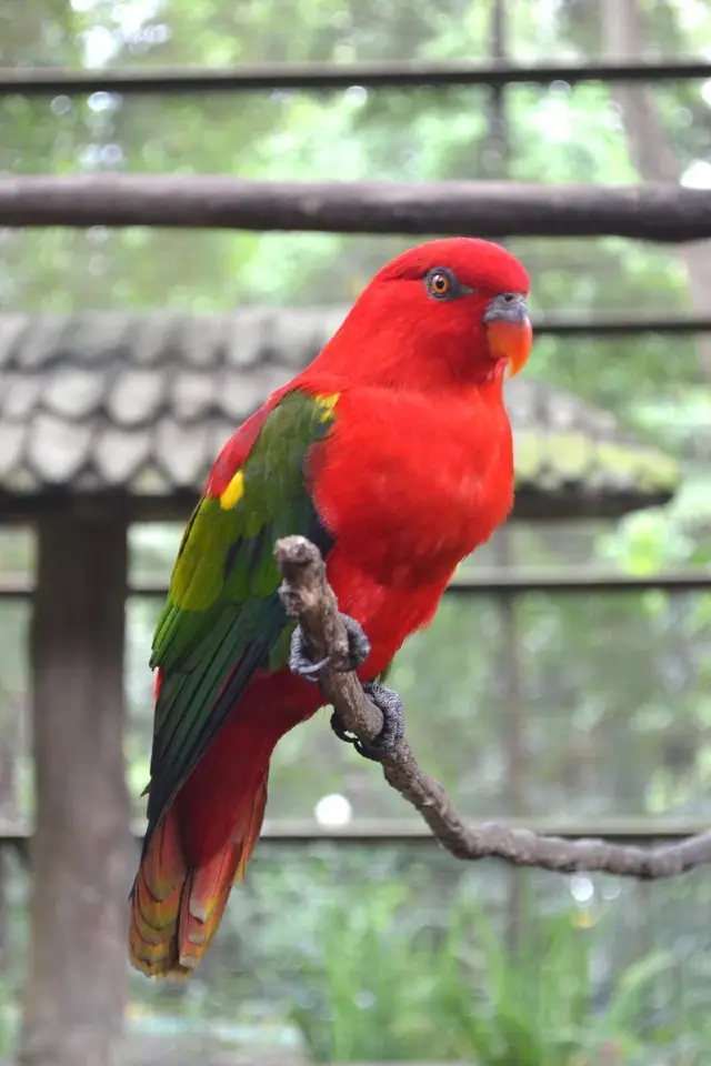 吉隆坡飛禽公園｜飛鳥的樂園，兒童的天堂