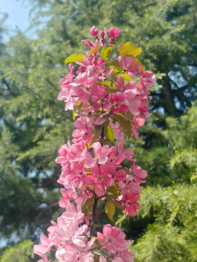 Blooms, blooms, and more blooms! 🪷