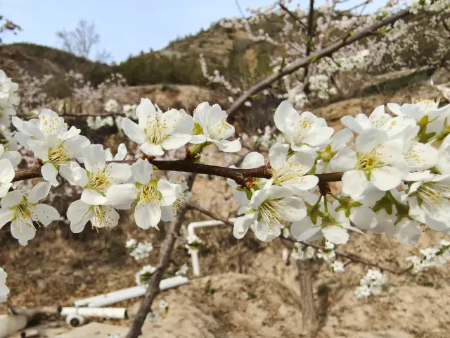 Visit the flower-viewing spots around Lanzhou in the spring months of March and April