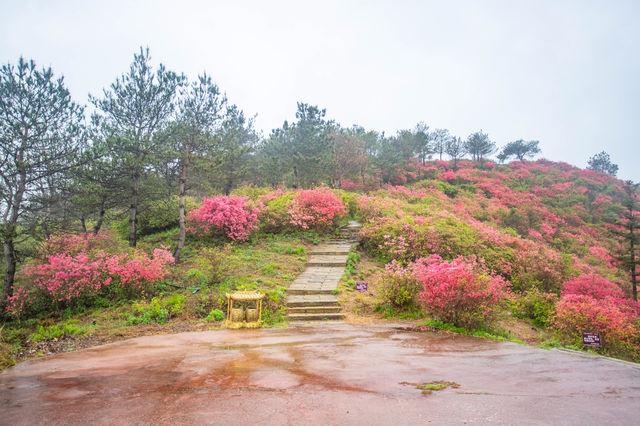 春天去哪裡，木蘭雲霧山看一看