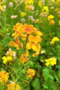 小眾可自駕的海島花田：宁波花岙島芸苔農業公園油菜花海賞花攻略