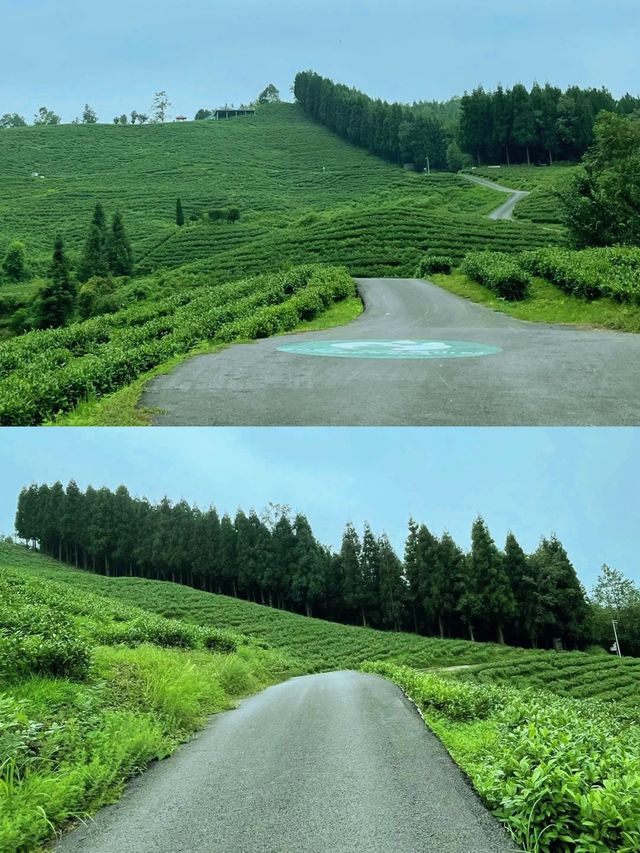 春日出遊|來貴陽神鵲茶場“飲春茶望山川湖泊”