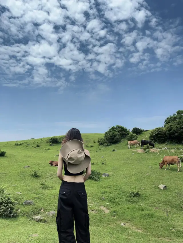 Daming Mountain Grassland