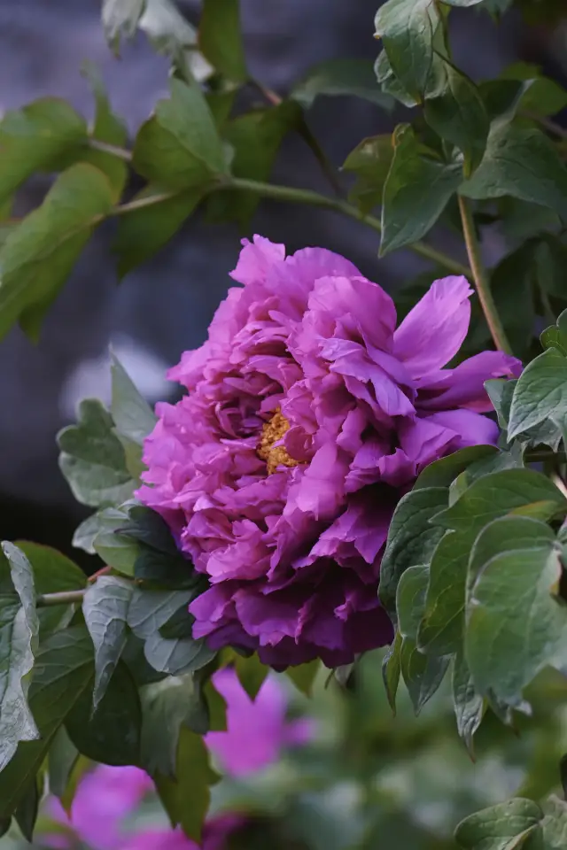 Sharing places to enjoy peonies in Hangzhou in April~