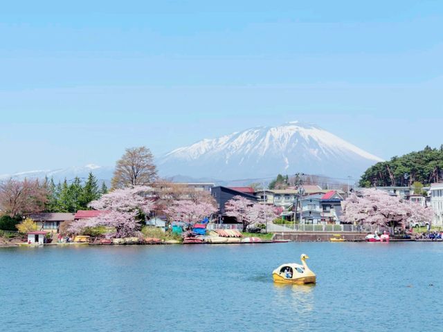 Sakura and Bird Paradise