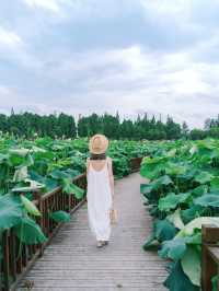 The sole location in Hangzhou where one can freely pluck lotus flowers! Less crowded and niche.