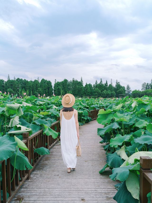 The sole location in Hangzhou where one can freely pluck lotus flowers! Less crowded and niche.