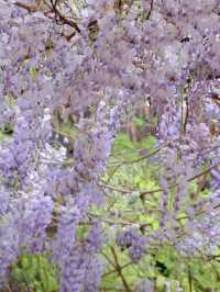 還不快抓住長沙最後一波紫藤花～長沙花季末班車