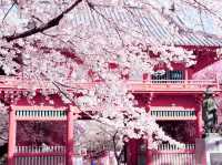 Sakura Bloom in Family Park