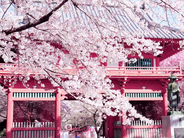 Sakura Bloom in Family Park