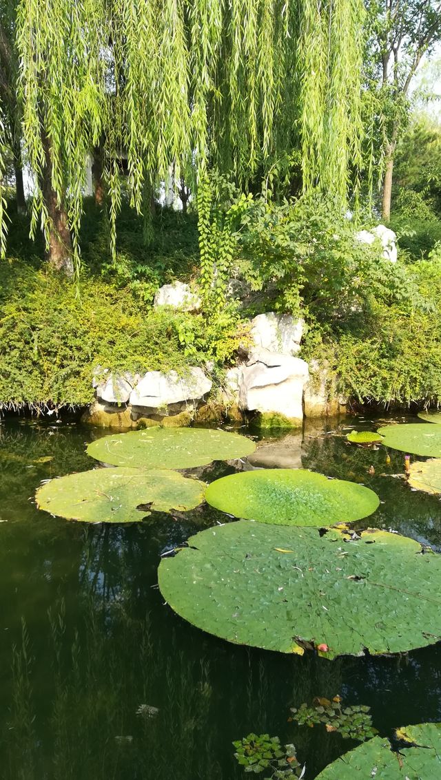 北京園博園裡的“莫奈花園”