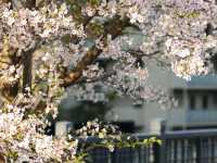 仙臺市西公園賞櫻