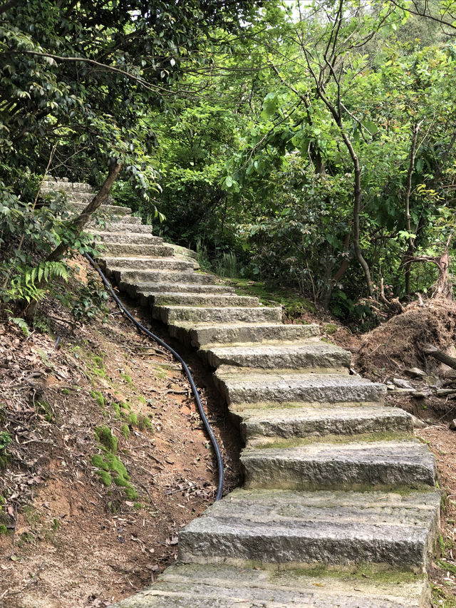 長沙·黑麋峰森林公園徒步