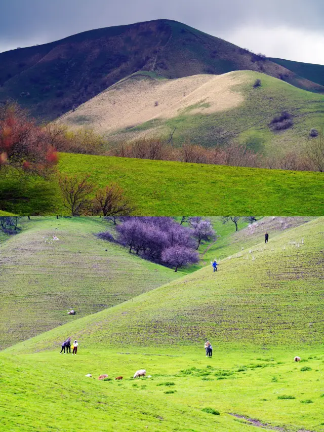 Yili Turgene Apricot Valley—A place where fallen flowers express their passion, and the green grass is lush