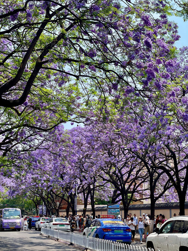 昆明|春城五月，是藍花楹的城“
