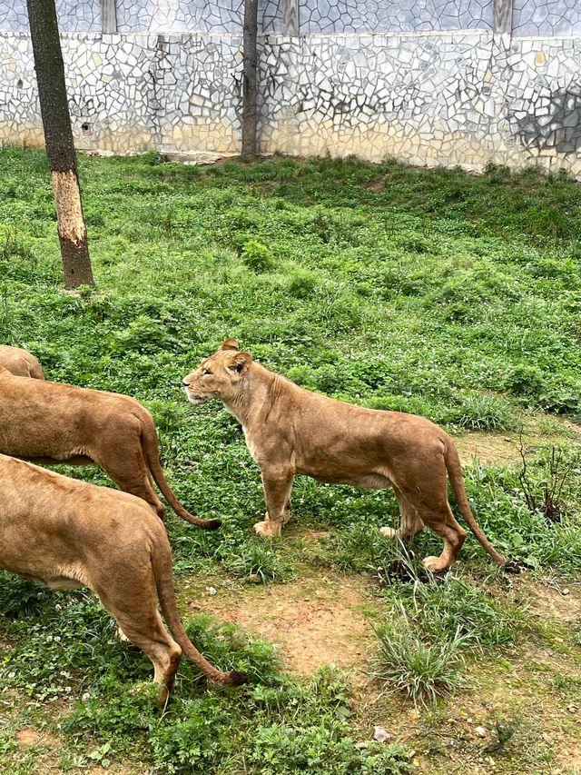 野生動物園裡有什麼