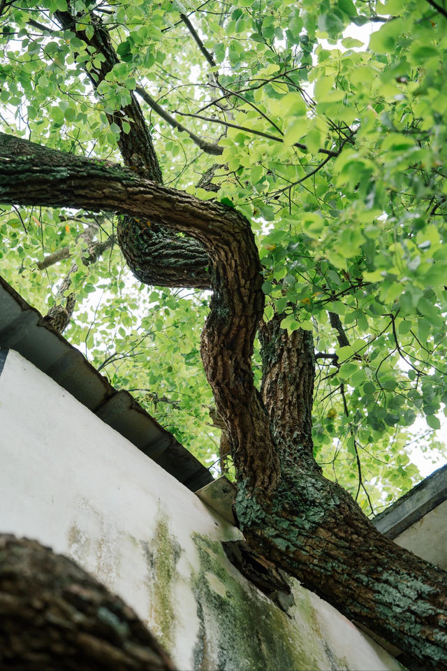 避開人潮，杭州1h去浦江看這個800年的古村