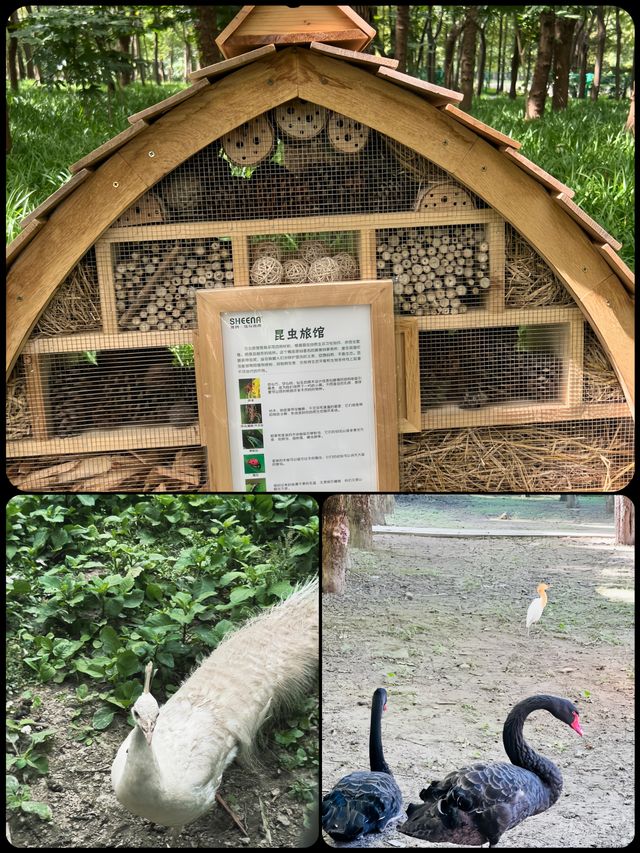 上海的這座公園簡直太驚豔啦真的超級有奈良的感覺呀