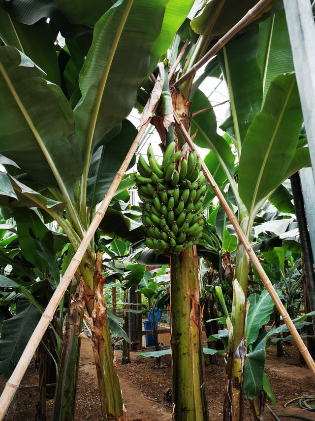 【山東】壽光市蔬菜高科技示範園