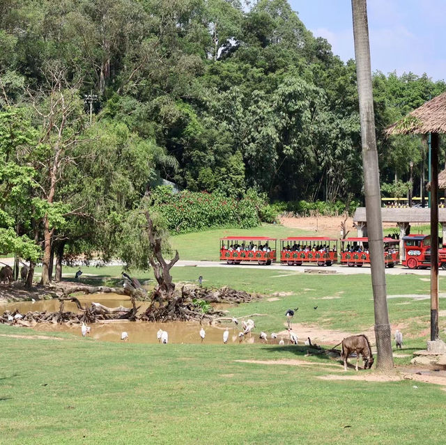 長隆動物園：獨一無二的动物世界體驗，適合全天候游玩